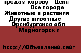 продам корову › Цена ­ 70 000 - Все города Животные и растения » Другие животные   . Оренбургская обл.,Медногорск г.